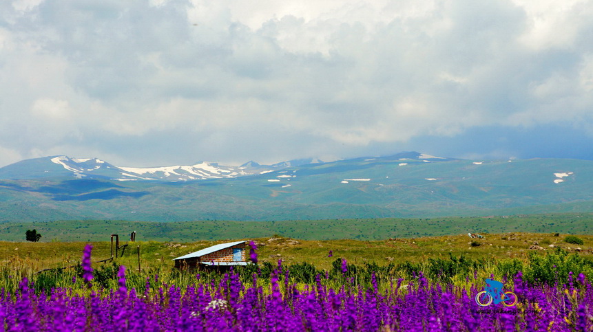 骑在亚美尼亚-映照在雪山下的花草风景-风彦疯语-杜风彦