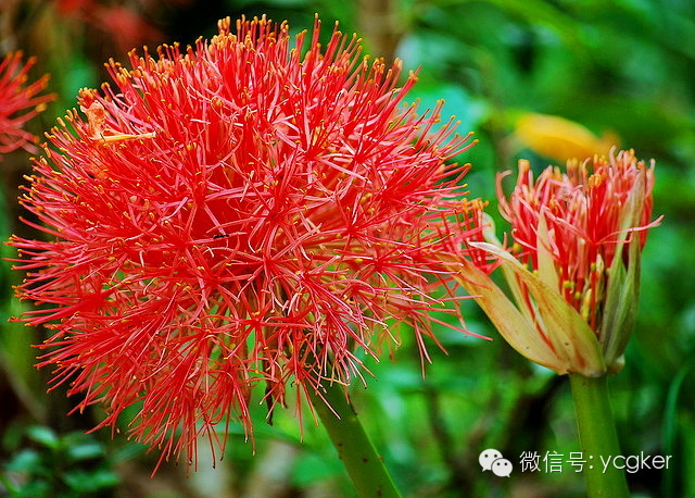 非洲的花儿莫乱采，有些可能会要命