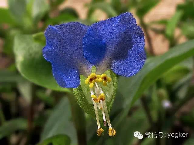 非洲的花儿莫乱采，有些可能会要命