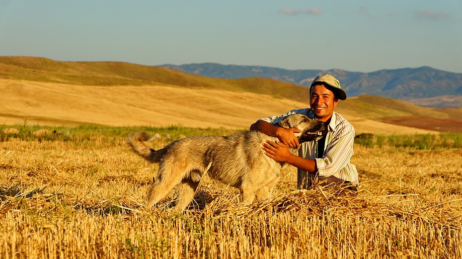 骑行在土耳其的路上-骑驴记-土耳其牧羊犬-风彦疯语-杜风彦